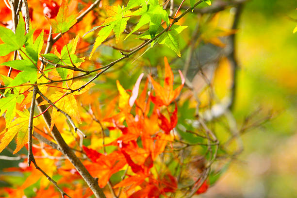 Colorful autumn leaves, very shallow focus