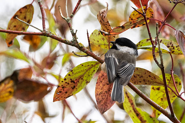 Small bird perched on colorful autumn leaves in a vibrant forest setting
