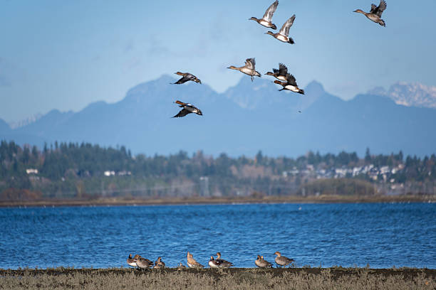 istock Swans and ducks take flight over a serene lake with mountains in the background during a sunny day 2229885639