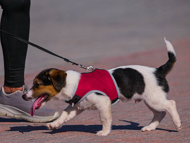istock a cute dog strolling with its owner 2229885857