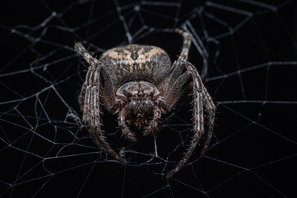 Detailed macro photograph showing a spider resting on its web, highlighted against a dark and mysterious background. Showcases the intricate design and beauty of nature’s creation.