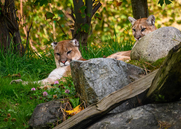 istock Two mountain lions rest on a grassy hillside surrounded by rocks and trees in a natural setting during the day 2229887377