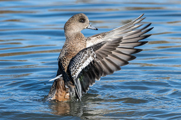 istock Duck flaps wings gracefully while swimming in serene water during bright daylight 2229887384