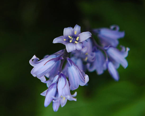 Close up of bluebell flowers