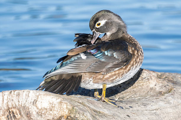 Wood duck preening feathers on a log by the water in a serene natural setting during daylight hours