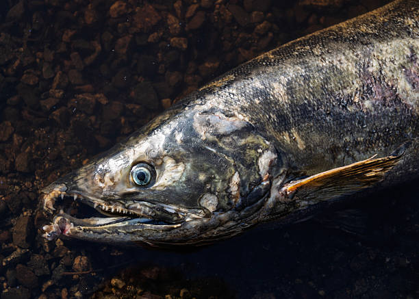 istock Dead fish rests on rocky riverbed, revealing environmental issues in local waterway 2229888437