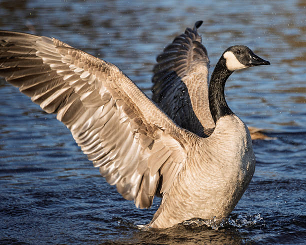 istock Canada goose spreads wings on tranquil water during golden hour at a local pond 2229888652