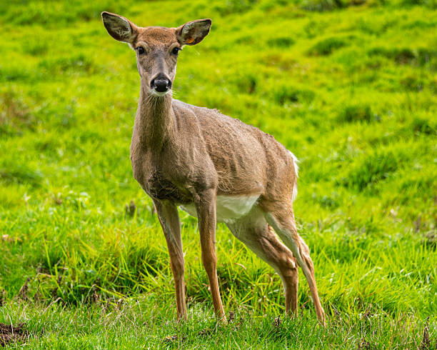 istock Young deer stands gracefully in a lush green meadow during a bright afternoon 2229888726