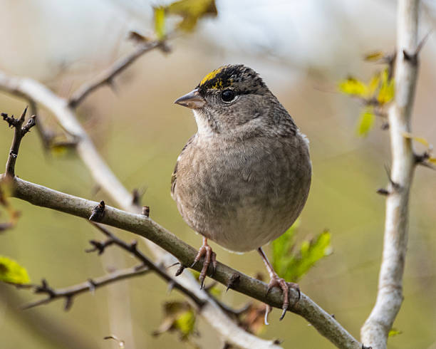 istock Small bird perched on a branch in springtime foliage during morning light 2229888812