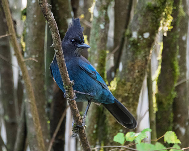 istock Bright blue bird perched on a branch among trees in a natural setting on a sunny day 2229888847