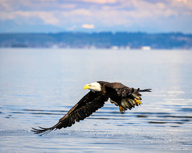 istock Bald eagle gracefully glides above tranquil water in a beautiful landscape near a peaceful shoreline 2229890025