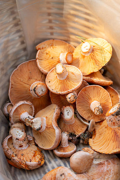 Saffron milk caps spilling over rustic woven basket's edges