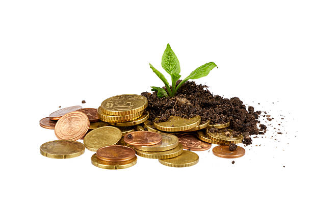 young small seedling plant growing from cash coins isolated
