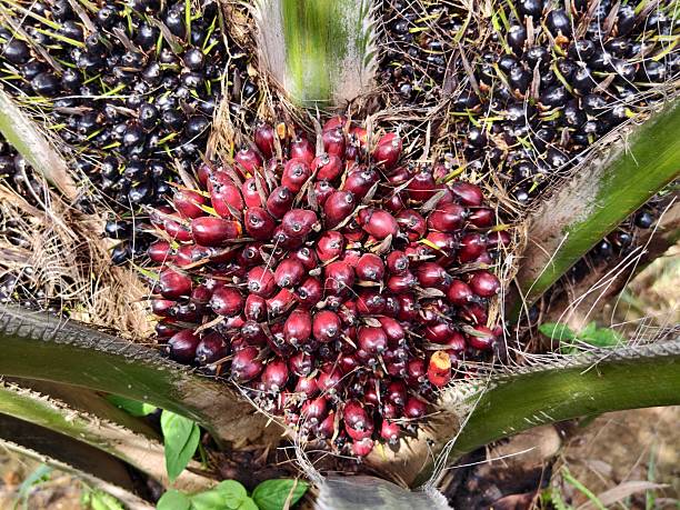 istock oil palm fruit on the tree and ripe 2229893000