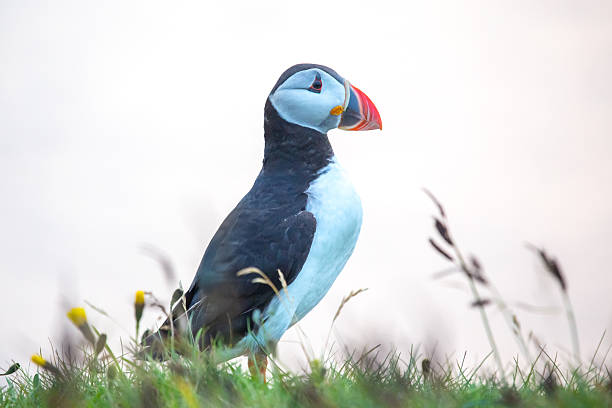 istock Puffin standing on grass with soft light in Iceland during summer 2229893994