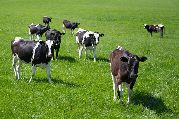 Small group of heifers in a field in Scotland on a bright sunny summer day