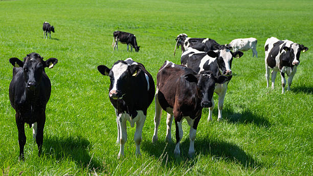 Small group of young dairy cattle in a field in Scotland on a bright sunny summer day