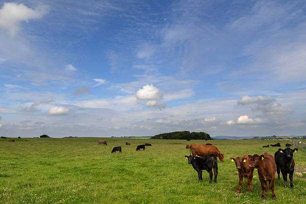istock Beef cattle and calves in a field in Scotland 2229896759