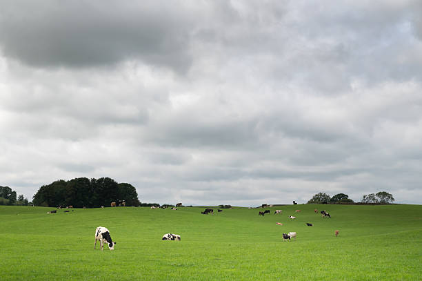 Small herd of dairy cattle grazing in a field in rural Scotland on an overcast summer day