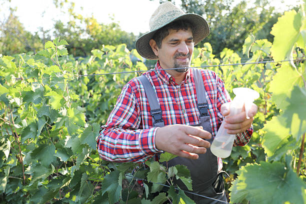 Senior Man Using Handheld Sprayer To Treat Vineyard Grapevines, Wearing Protective Clothing And Hat, With Green Leaves And Vines In The Background Under Bright Daylight.