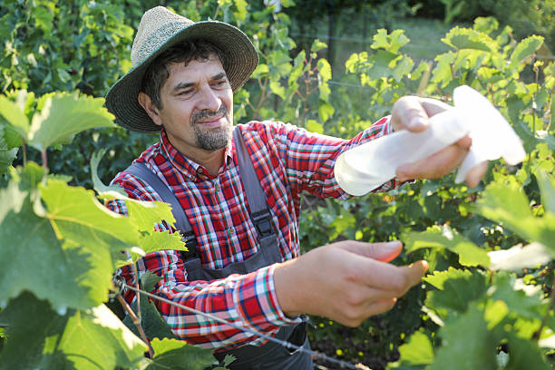 Senior Man Using Handheld Sprayer To Treat Vineyard Grapevines, Wearing Protective Clothing And Hat, With Green Leaves And Vines In The Background Under Bright Daylight.