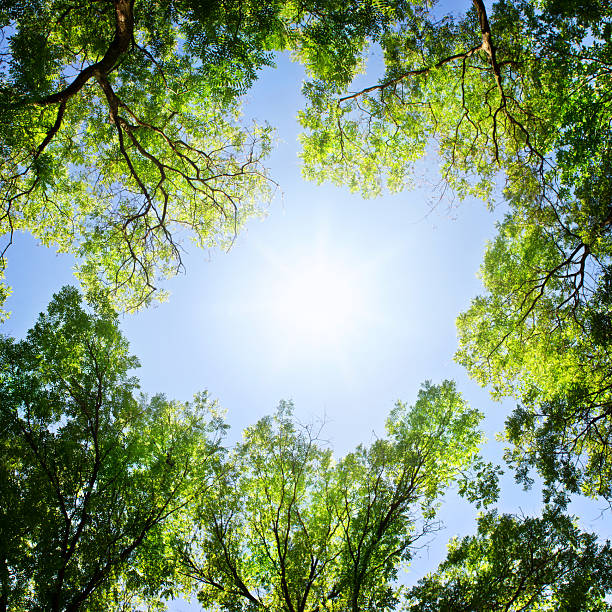 istock View of tree crowns and sunny sky. Summer forest landscape. 2229897542