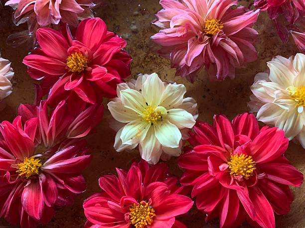 Close up of a Dahlia flower (Dahlia pinnata)