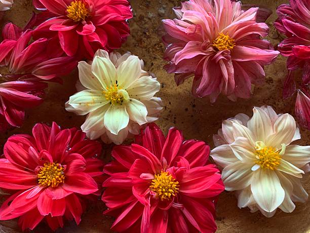 Close up of a Dahlia flower (Dahlia pinnata)