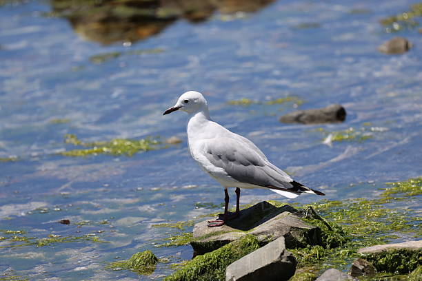 istock Cape Seagull in Sea point Cape Town 2229900922