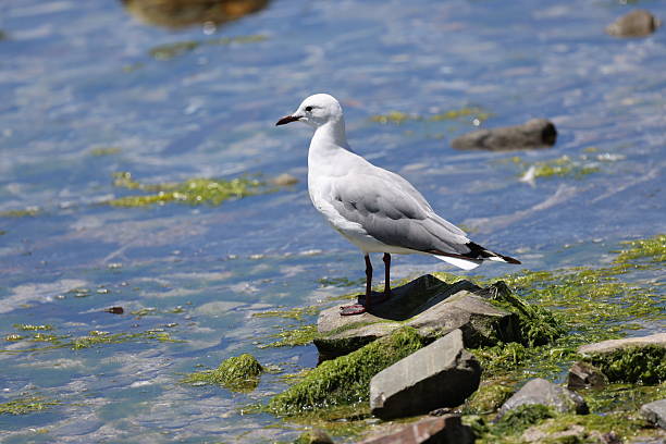 istock Cape Seagull in Sea point Cape Town 2229900926