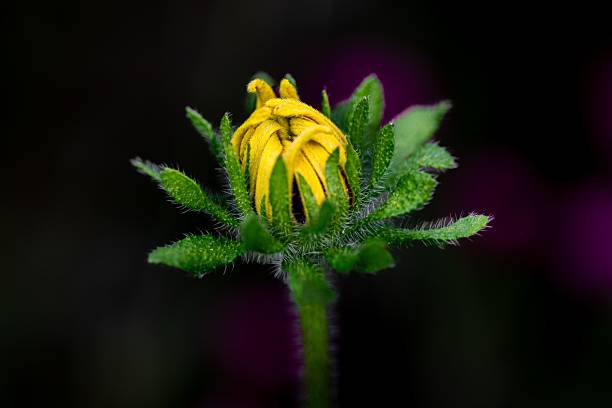 Close-up of a yellow flower bud with green leaves against a dark background.