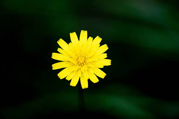 Close-up of a vibrant yellow flower covered in dew against a dark green blurred background.