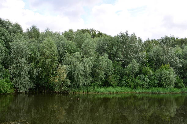 Lush Riverside Trees Reflecting in Calm Water Under Cloudy Skies