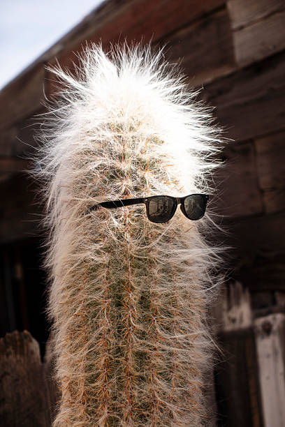 Joshua Tree, California, USA
