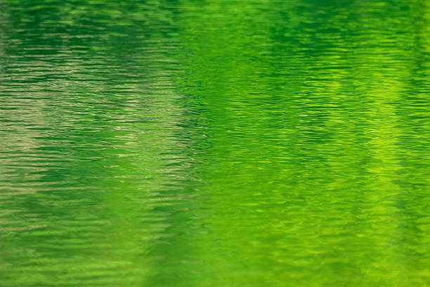 I took this photo of the shining green reflected in the lake in summer.