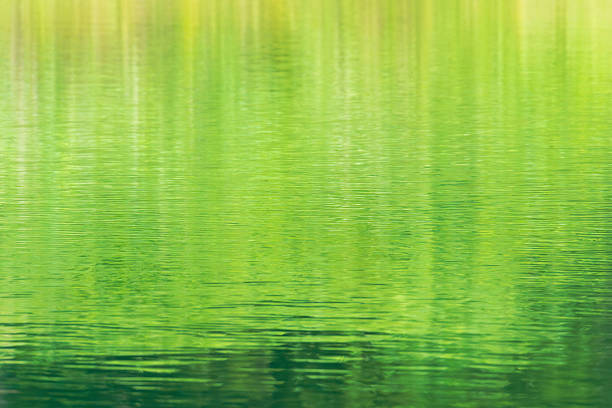 I took this photo of the shining green reflected in the lake in summer.