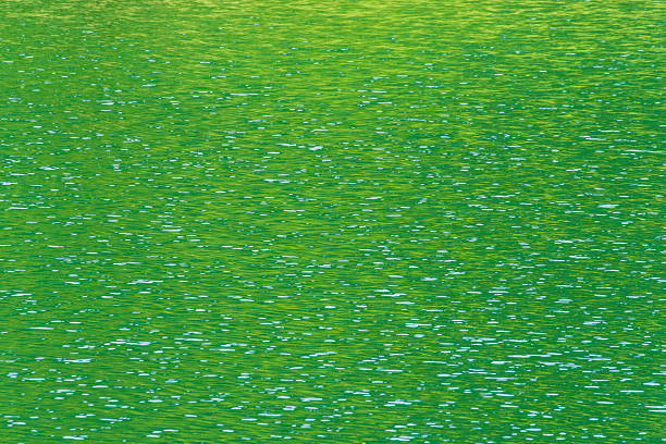 I took this photo of the shining green reflected in the lake in summer.