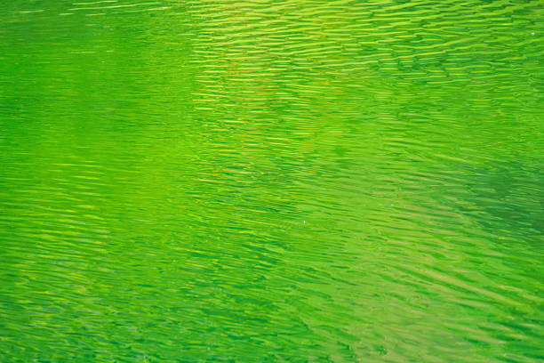 I took this photo of the shining green reflected in the lake in summer.