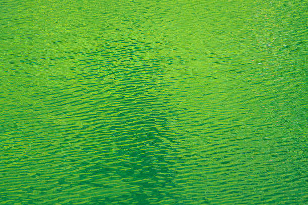 I took this photo of the shining green reflected in the lake in summer.