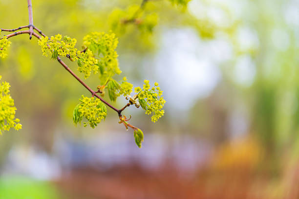a blooming maple on a sunny spring day against the background of city buildings