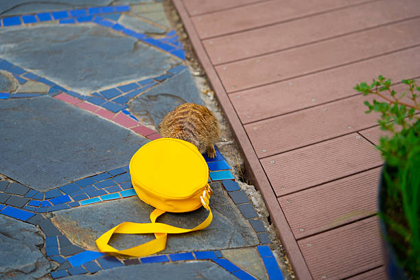 View of a meerkat climbs into yellow bag. High quality photo