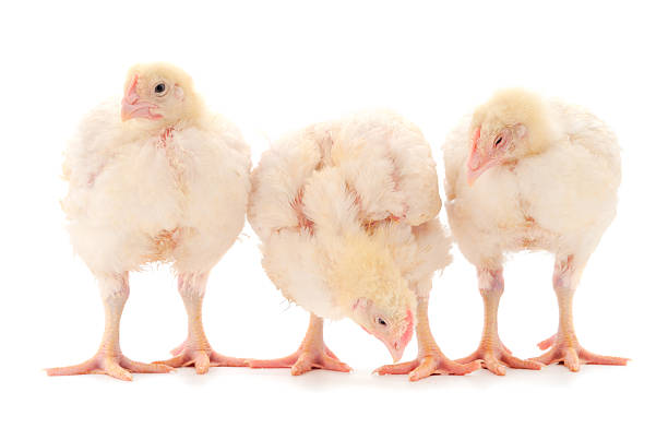 Three chicken or young broiler chickens on isolated white background.