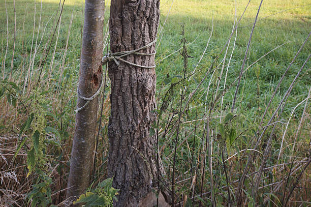 Grey rope tied around young and mature tree trunks, providing support in grassy meadow