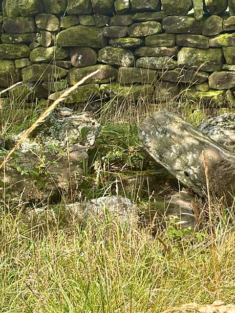 istock Old moss-covered stone wall in a grassy field with rocks and wild vegetation. A rustic countryside scene perfect for themes of history, heritage, nature, and rural landscapes in creative design. 2229909162