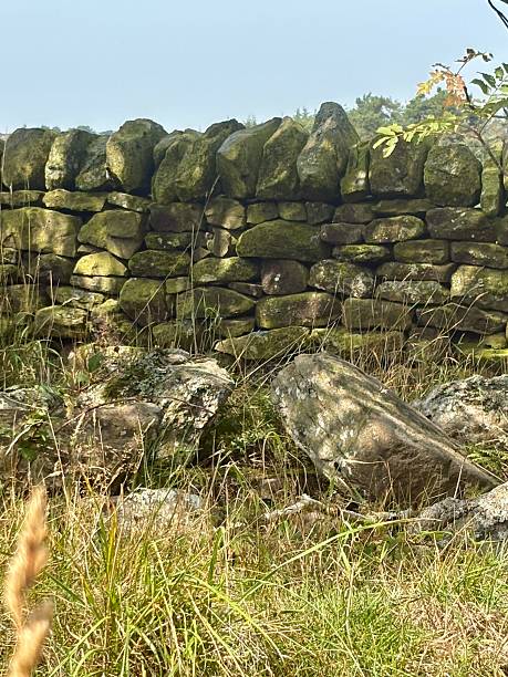 Old moss-covered stone wall in a grassy field with rocks and wild vegetation. A rustic countryside scene perfect for themes of history, heritage, nature, and rural landscapes in creative design.