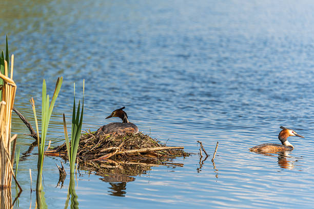 istock Great Crested Grebe, Podiceps cristatus, water bird sitting on the nest, nesting time on the green lake 2229909556