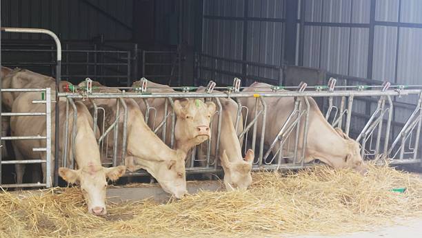 istock Dairy cows on a farm in Auvergne 2229911933
