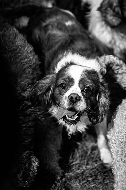istock Cavalier King Charles Spaniel in black and white. 2229912997