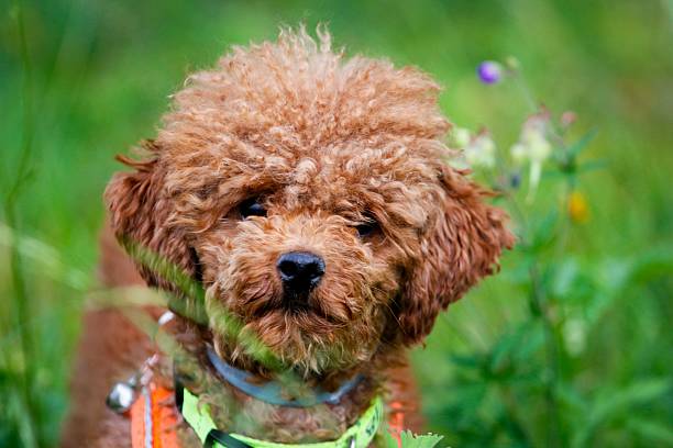istock Adorable Poodle Puppy in Green Field 2229913030