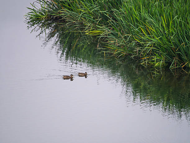 Two ducks swimming on the riverbank, Anas platyrhynchos